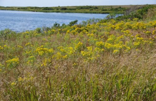 scenic sandplain grasslands