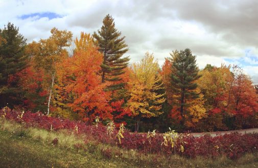 Hubbard Forest