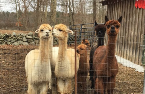 alpacas