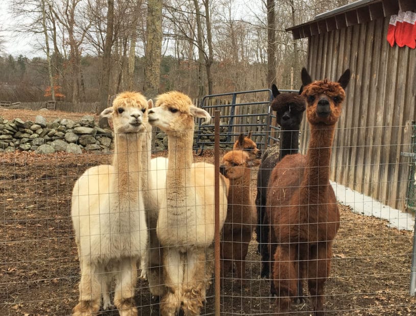 alpacas