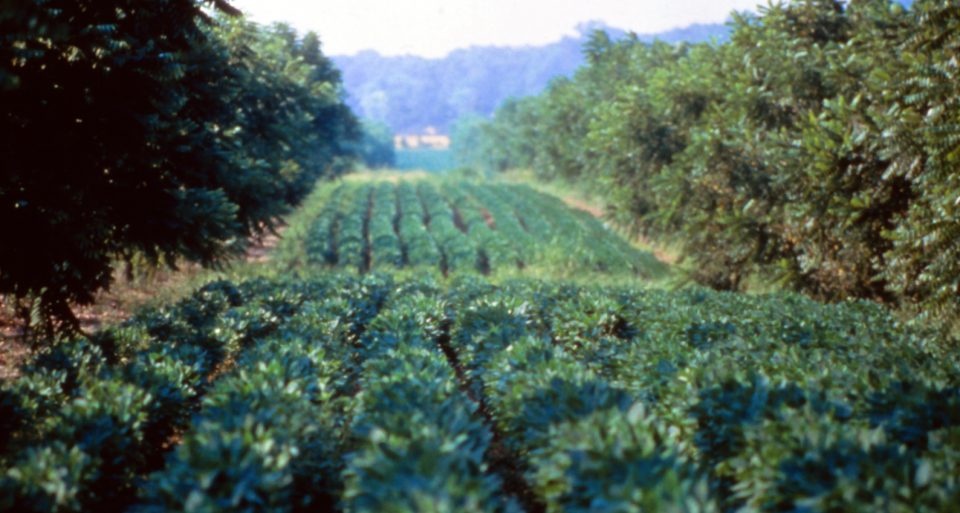 Ally cropping in Missouri, USA.