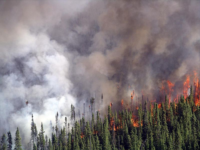 Spruce fire in Kenai National Wildlife Refuge