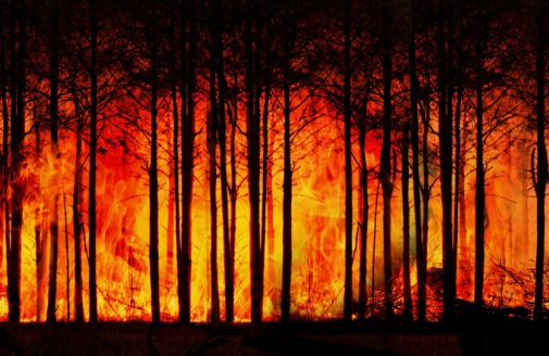 forest fire