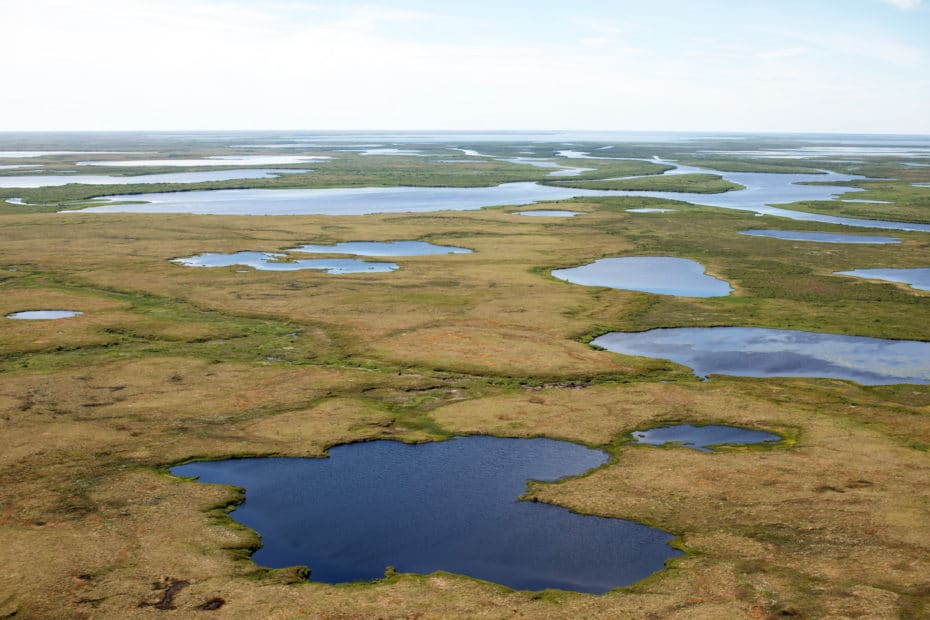 Alaska tundra