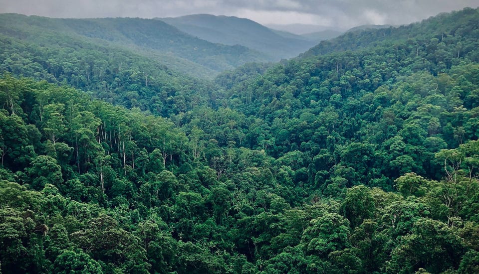 rainforest