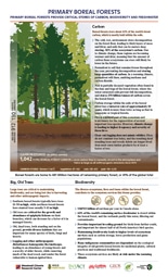 thumbnail image of Primary Boreal Forests pdf