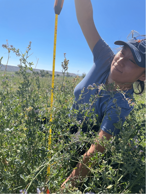 a researcher in a t-shirt and baseball cap uses a tape measure to measure the height of vegetation