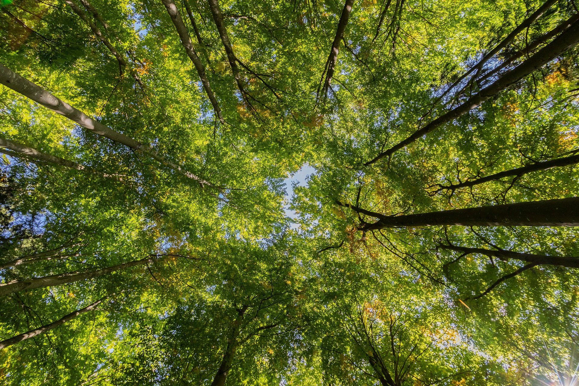 looking up into forest tree canopy