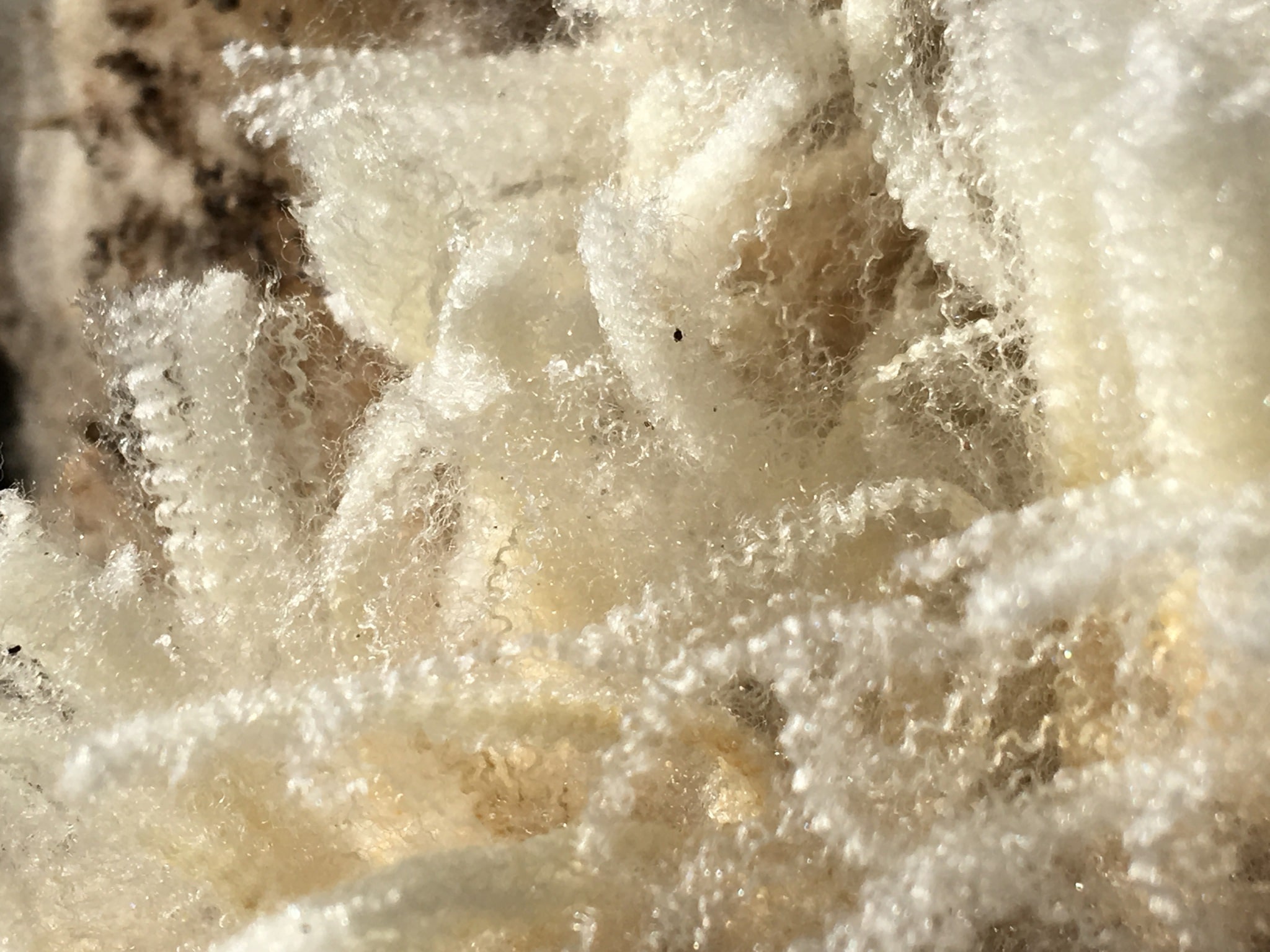 close up view of shorn wool