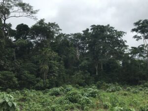 The edge of a tropical forest