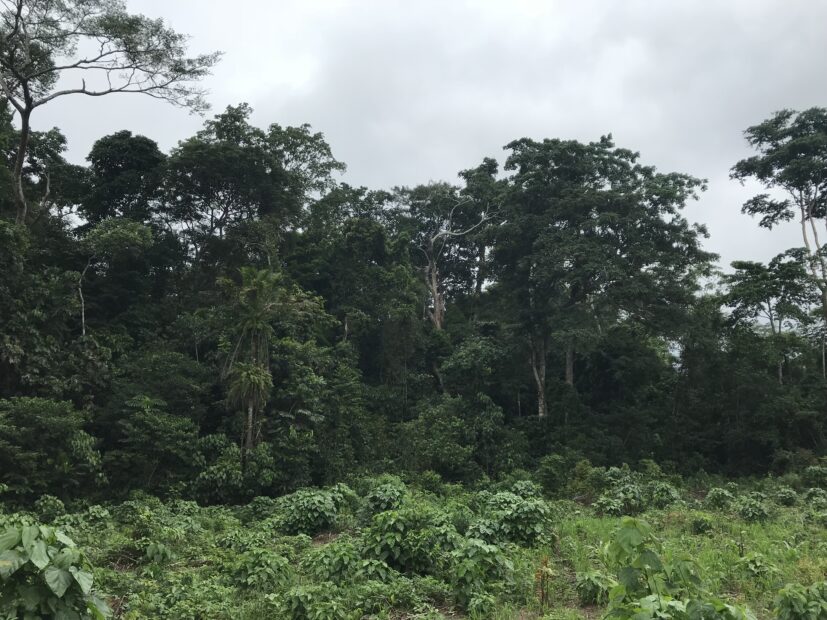 The edge of a tropical forest