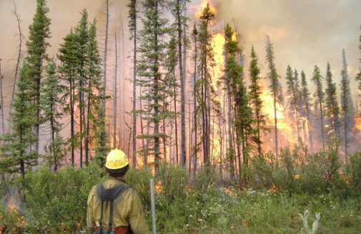 firefighter stands in front of burning boreal forest