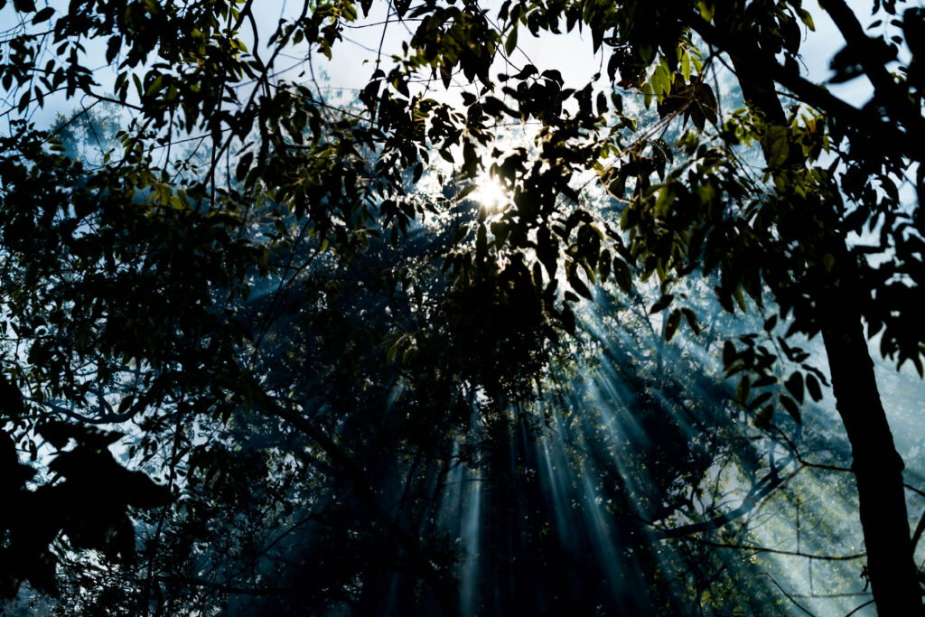 tropical forest canopy