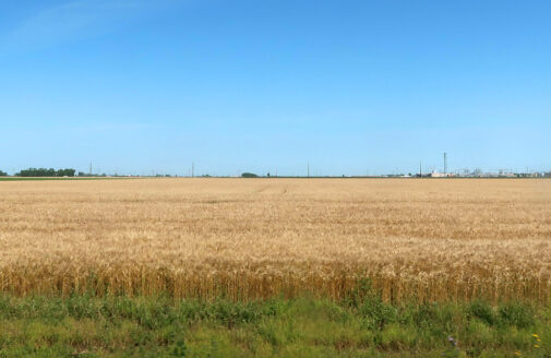 wheat field