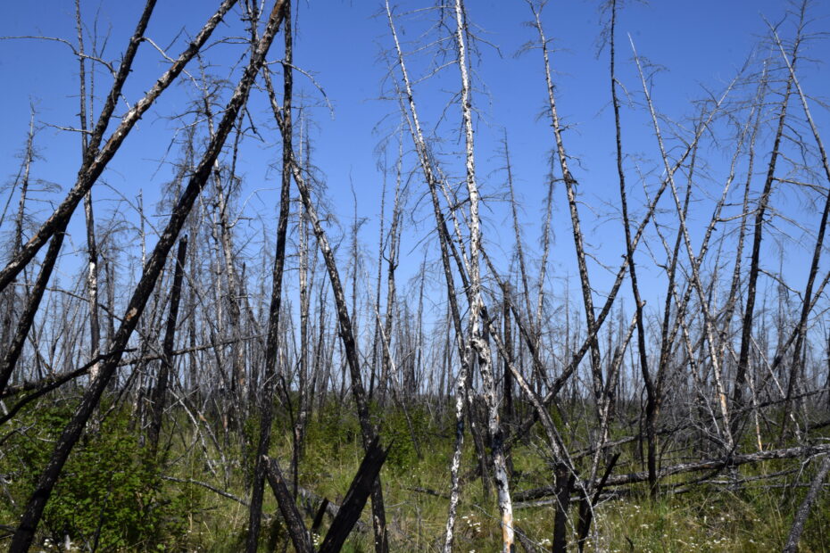 Burned evergreen trees now askance in Siberia