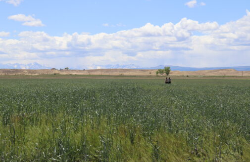 woodwell researchers standing in a pasture in co