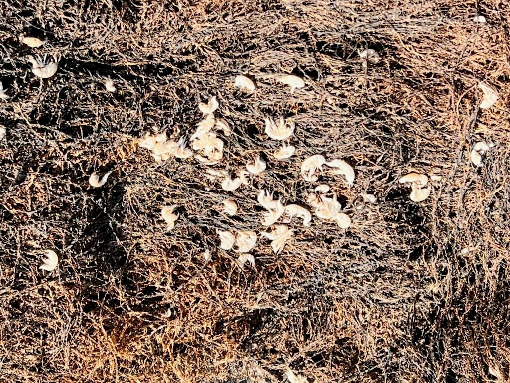 dead shrimp in soil of recently drained lake