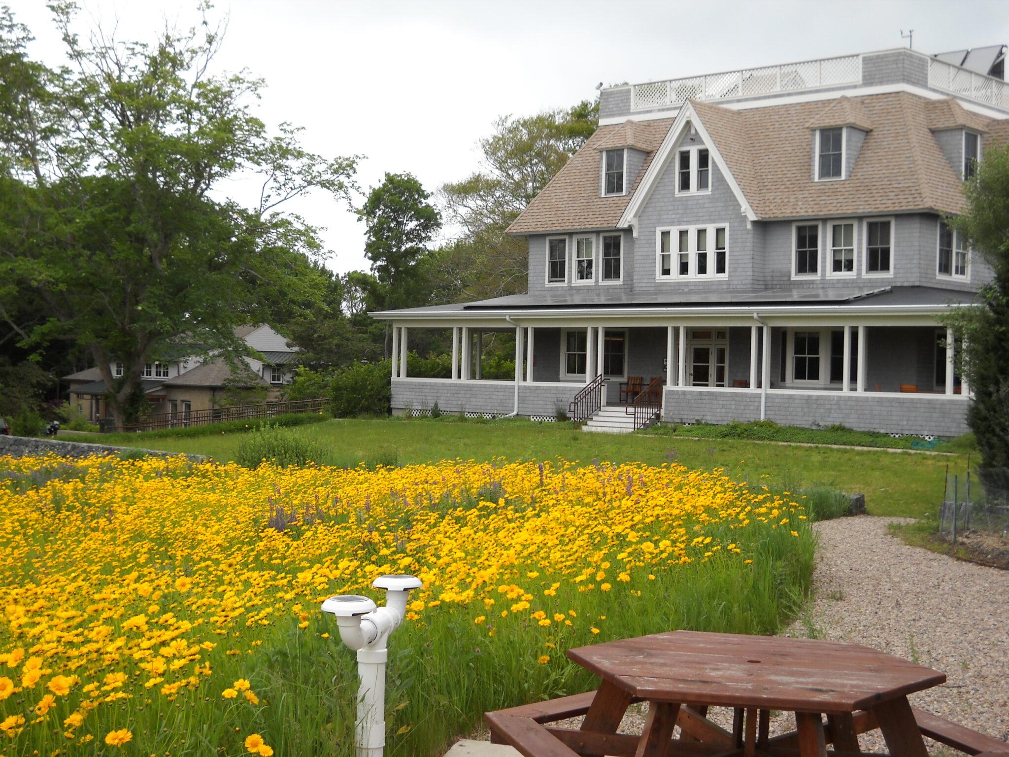 Yellow flowers bloom on the lawn in front of the George M. Woodwell building.