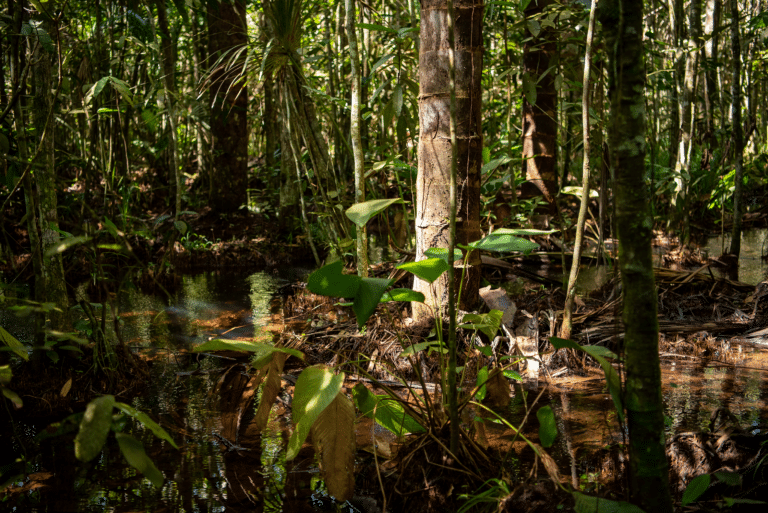 tree trunks standing in water in the Amazon rainforest