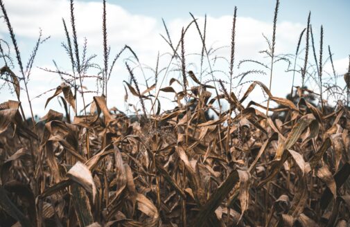 dried corn plants stand in a field