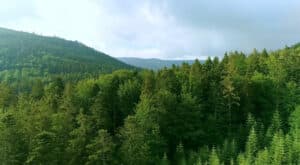 forest video screenshot