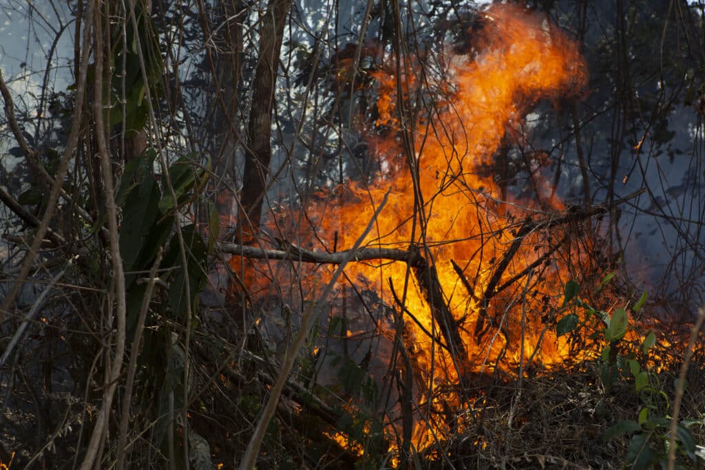 fire burning in amazon rainforest