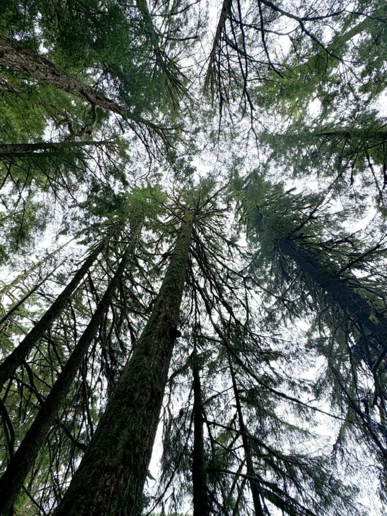 Tongass forest, trees looking straight up