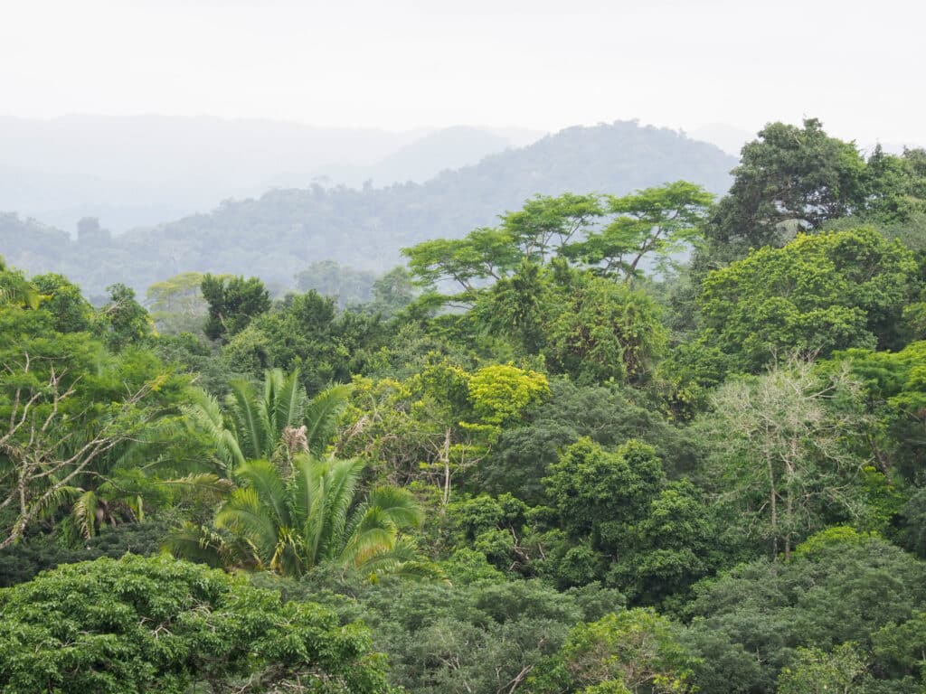 Forests of Mexico's Yucatan Peninsula