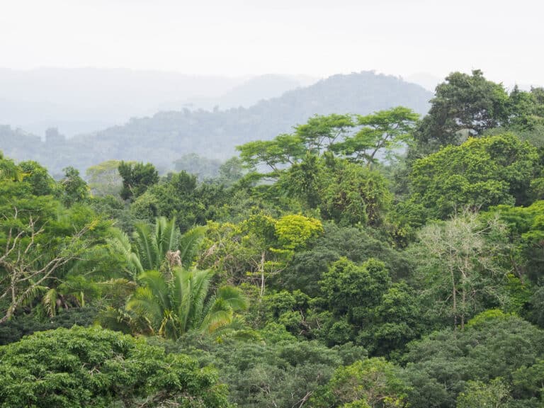 Forests of Mexico's Yucatan Peninsula
