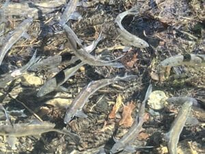 A group of river herring swimming in clear water