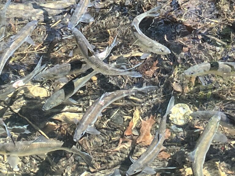 A group of river herring swimming in clear water