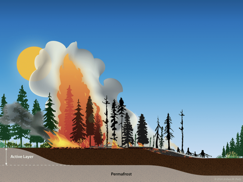illustration of fire in a boreal forest, by Joshua Rady