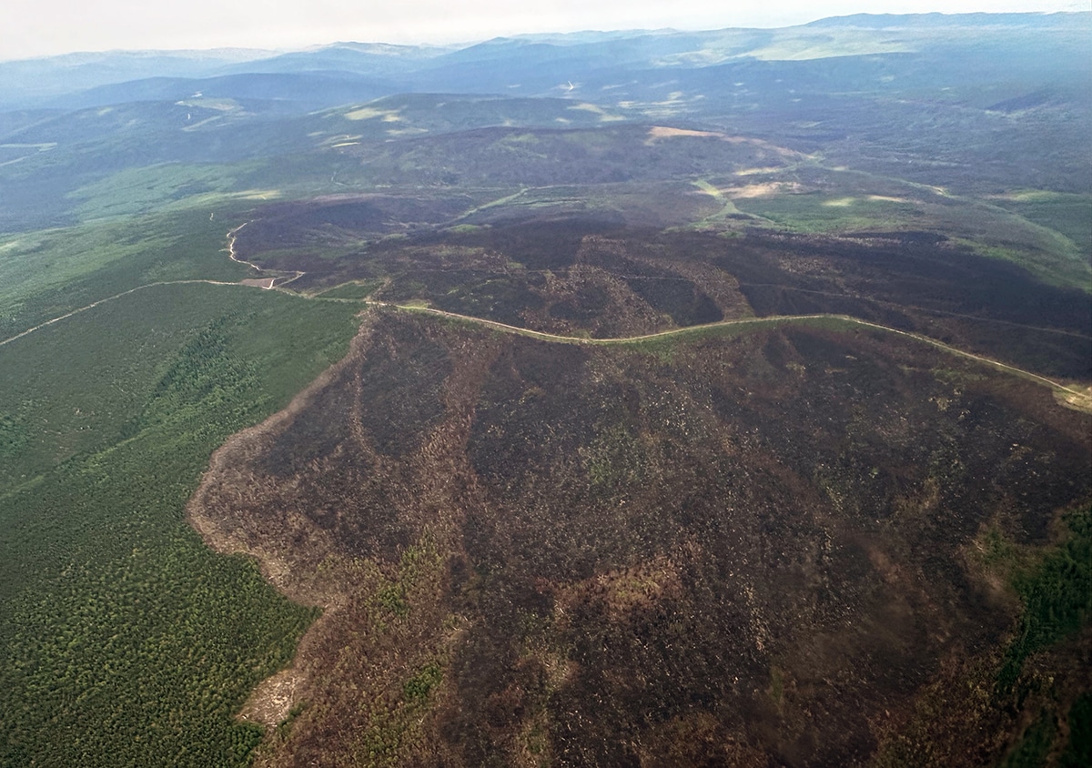 Aerial view of burned Yukan forest