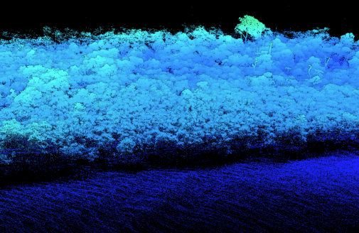 A lidar scan of a study plot in the Amazon/Cerrado transition zone of Brazil.