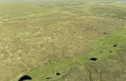 an aerial view of the lush green Arctic tundra. Small ponds and polygonal shapes in the landscape are visible