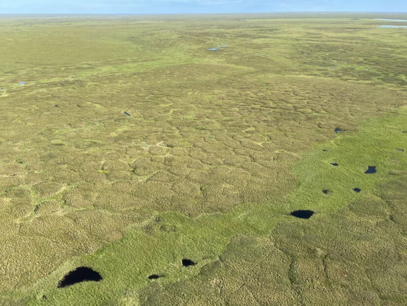 an aerial view of the lush green Arctic tundra. Small ponds and polygonal shapes in the landscape are visible