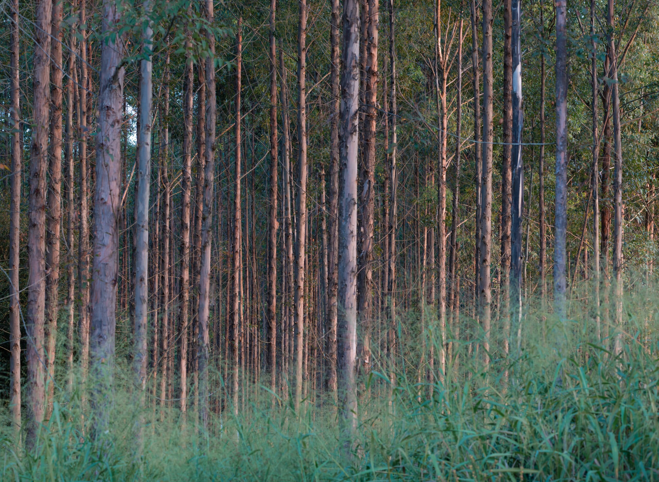 Eucalyptus plantation at Tanguro