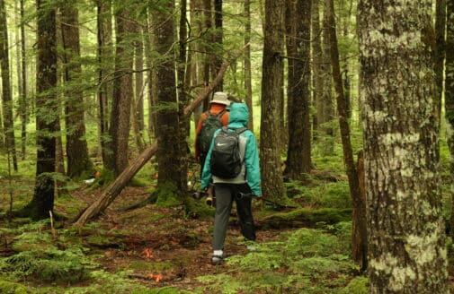 researchers walk into howland forest