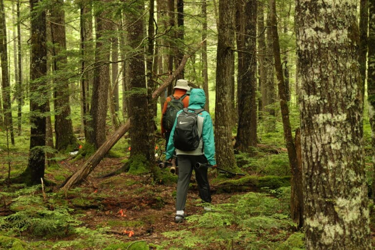 researchers walk into howland forest