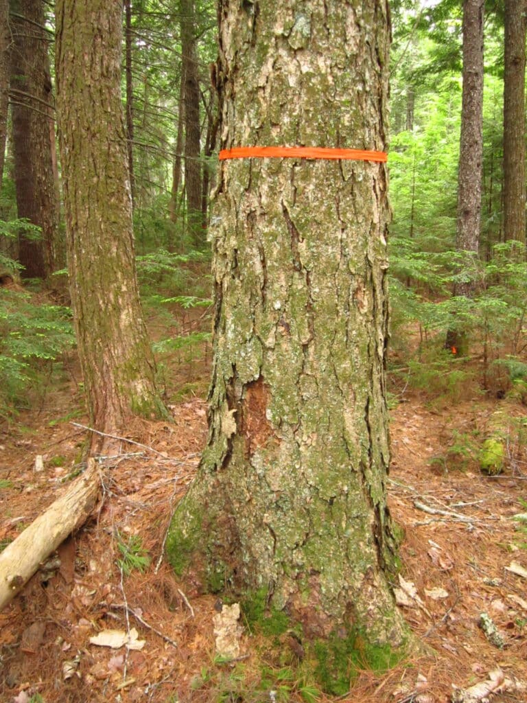 a 400 year old birch tree with an orange band around it to measure diameter