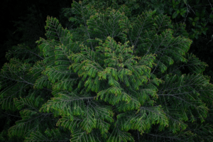 canopy of a tropical tree