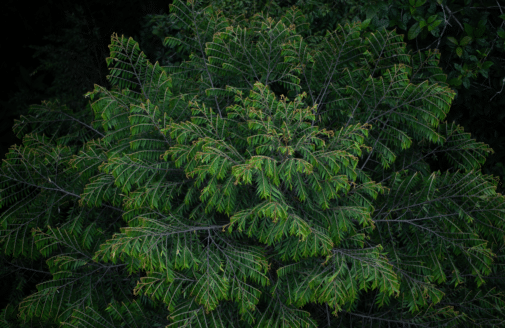 canopy of a tropical tree