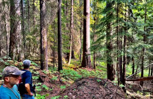 Old-Growth Forest and proposed climate refuge threatened by logging in the Black Ram Project Area, western Montana