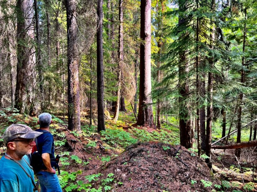Old-Growth Forest and proposed climate refuge threatened by logging in the Black Ram Project Area, western Montana