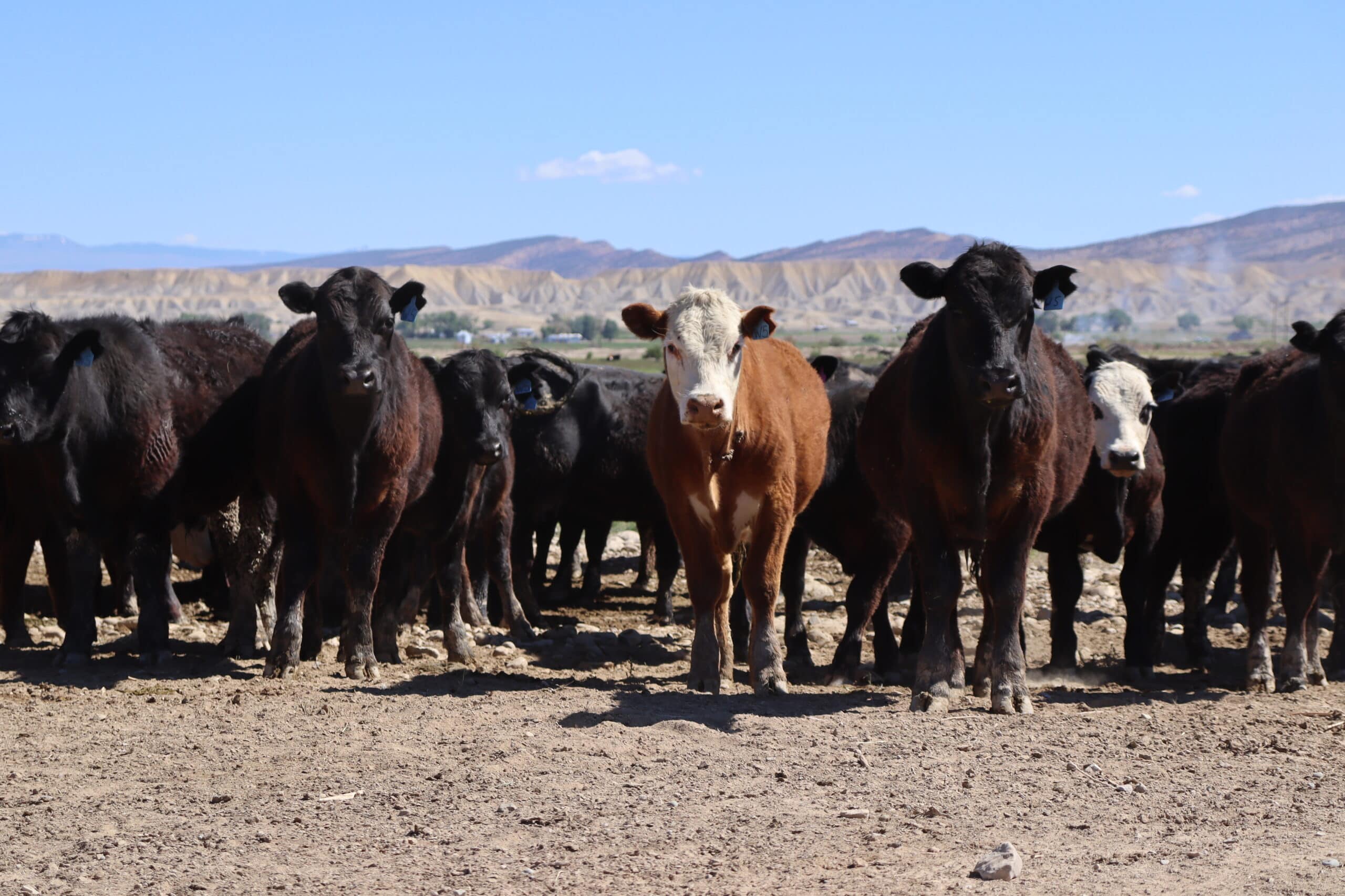 cattle on colorado ranch