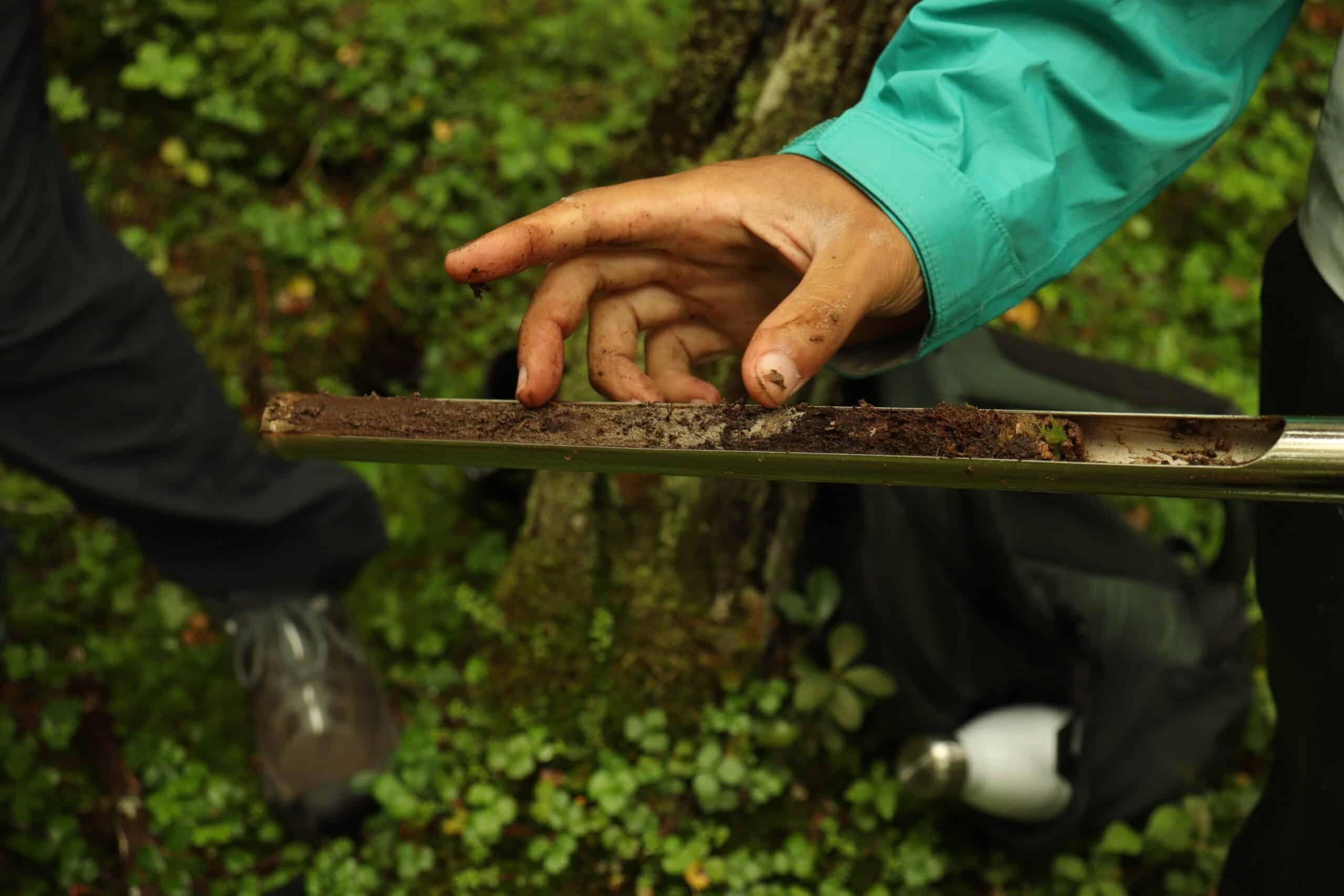 a soil core sample from howland forest