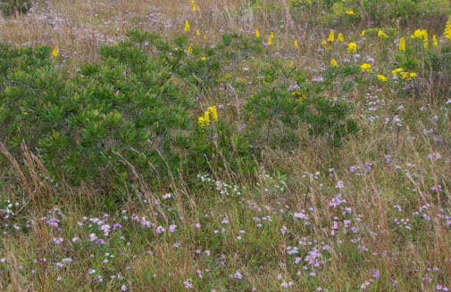 Species-rich grasslands at the Katama Airfield on Martha's Vineyard.