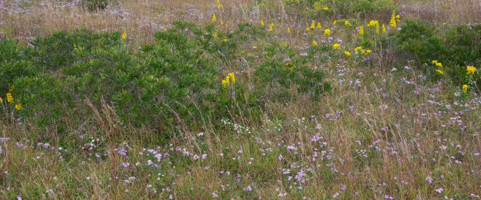 Species-rich grasslands at the Katama Airfield on Martha's Vineyard.