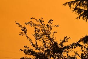 dark silhouette of tree branches over an orange sky