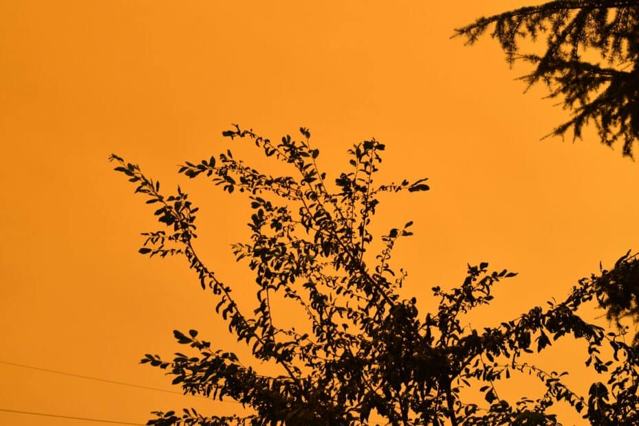 dark silhouette of tree branches over an orange sky